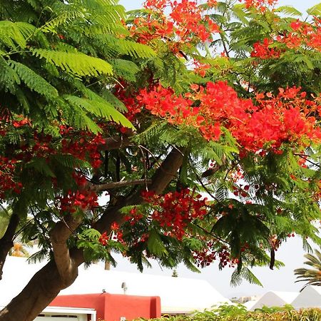 Albaricoques Vivac Bungalow San Bartolomé المظهر الخارجي الصورة